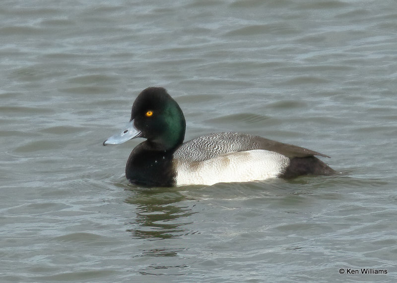 Lesser Scaup male, Overholster Lake, OK, 01_18_2022_Ra_12986.jpg
