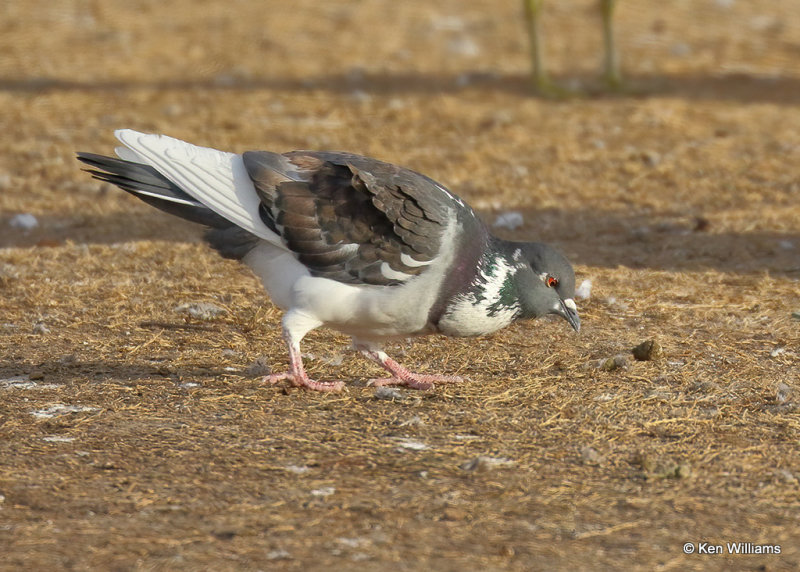 Rock Pigeon - domestic, Lake Hefner, OK, 01_18_2022_Ra_012921.jpg