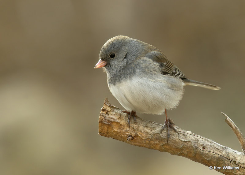 Dark-eyed Junco - Slate-colored subspecies, Rogers Co yard, OK, 01_20_2022_Ra_013326.jpg