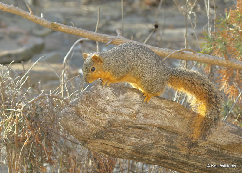 Fox Squirrel, Rogers Co yard, OK, 01_21_2022_Ra_013386.jpg