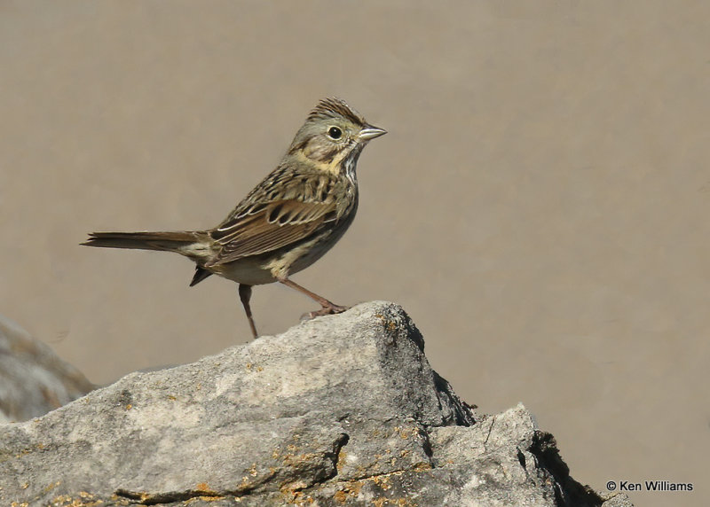 Lincoln's Sparrow, Cherokee Co, OK, 1_24_2022_Ra_013454.jpg