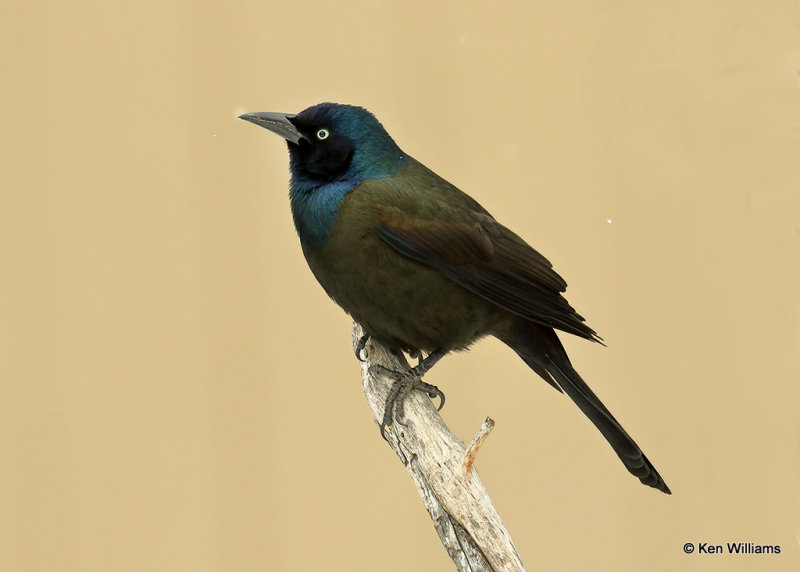 Common Grackle, Rogers Co, OK, 2_03_2022_Ra_015480.jpg