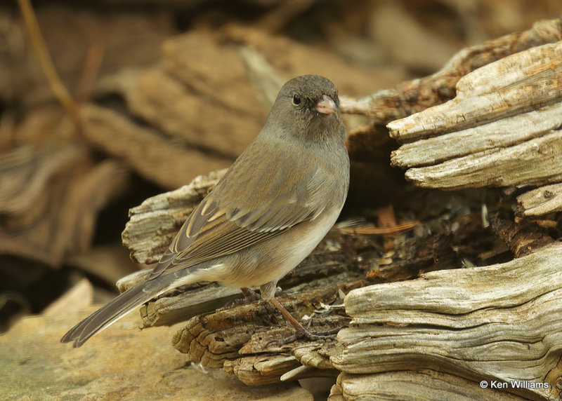 Dark-eyed Junco - Slate-colored subspecies, Rogers Co, OK, 2_01_2022_Ra_014890.jpg