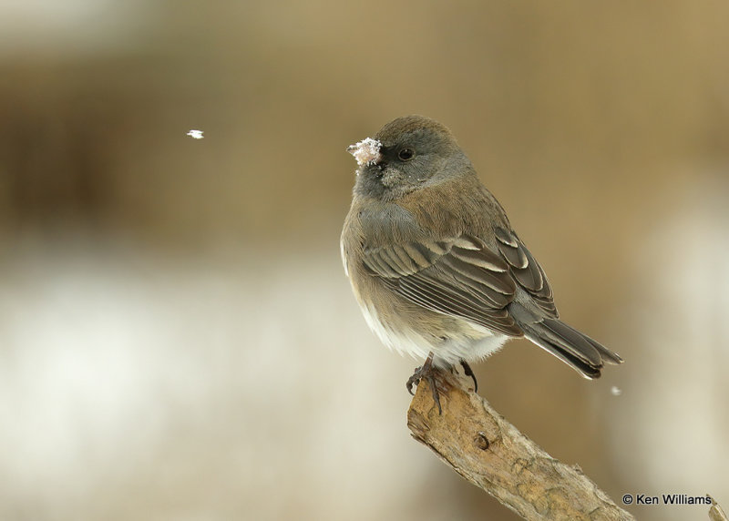 Dark-eyed Junco - Slate-colored subspecies, Rogers Co, OK, 2_03_2022_Ra_015591.jpg