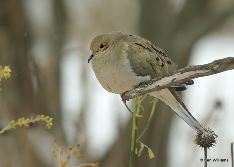 Mourning Dove, Rogers Co, OK, 2_03_2022_Ra_015152.jpg