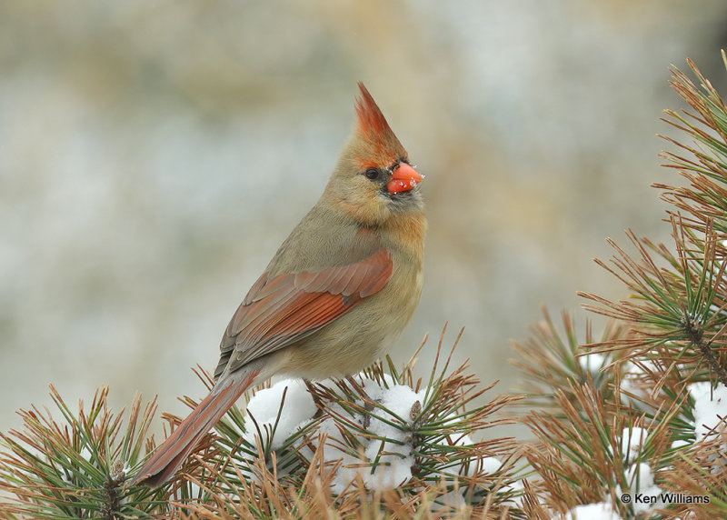 Northern Cardinal female, Rogers Co, OK, 2_03_2022_Ra_015090.jpg