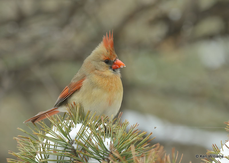 Northern Cardinal female, Rogers Co, OK, 2_03_2022_Ra_015091.jpg