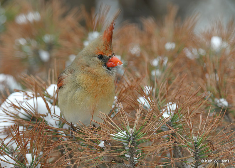 Northern Cardinal female, Rogers Co, OK, 2_03_2022_Ra_015092.jpg