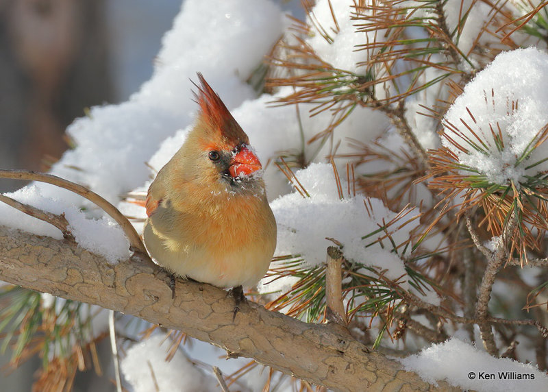 Northern Cardinal female, Rogers Co, OK, 2_04_2022_Ra_000005.jpg