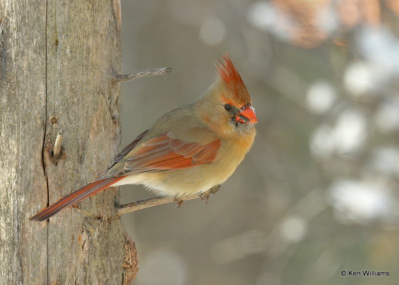 Northern Cardinal female, Rogers Co, OK, 2_04_2022_Ra_000007.jpg