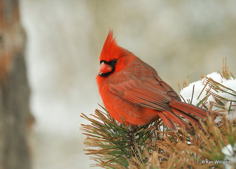 Northern Cardinal male, Rogers Co, OK, 2_03_2022_Ra_015378.jpg