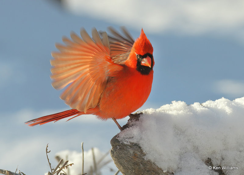 Northern Cardinal male, Rogers Co, OK, 2_04_2022_R02_04_2022_Ra_000001.jpg