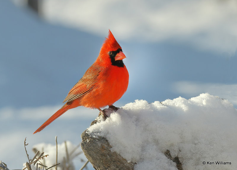 Northern Cardinal male, Rogers Co, OK, 2_04_2022_R02_04_2022_Ra_000002.jpg