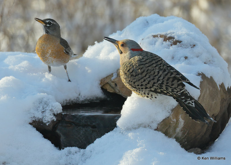 Northern Flicker yellow shafted & American Robin, Rogers Co, OK, 2_04_2022_Ra_015652.jpg