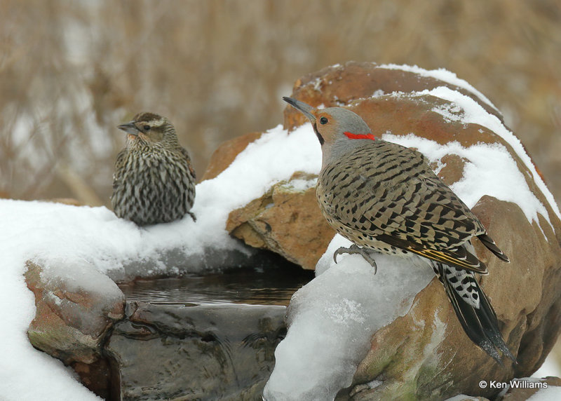 Northern Flicker yellow shafted & Red-winged Blackbird, Rogers Co, OK, 2_03_2022_Ra_015112.jpg