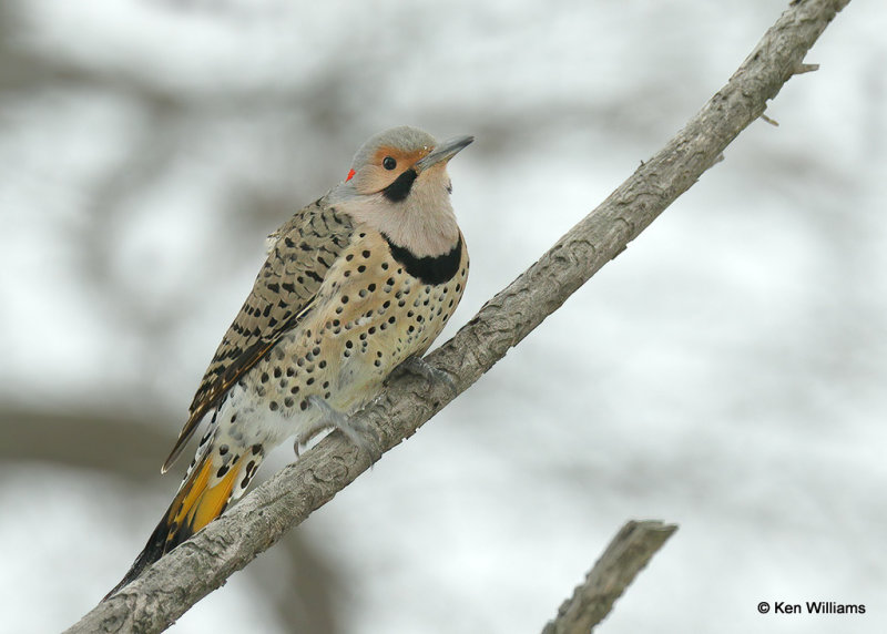 Northern Flicker yellow shafted, Rogers Co, OK, 2_03_2022_Ra_015106.jpg
