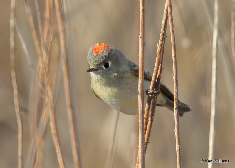 Ruby-crowned Kinglet, Sequoyah Co, OK, 1_31_2022_Ra_014237.jpg