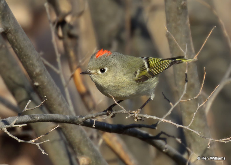 Ruby-crowned Kinglet, Sequoyah Co, OK, 1_31_2022_Ra_014243.jpg