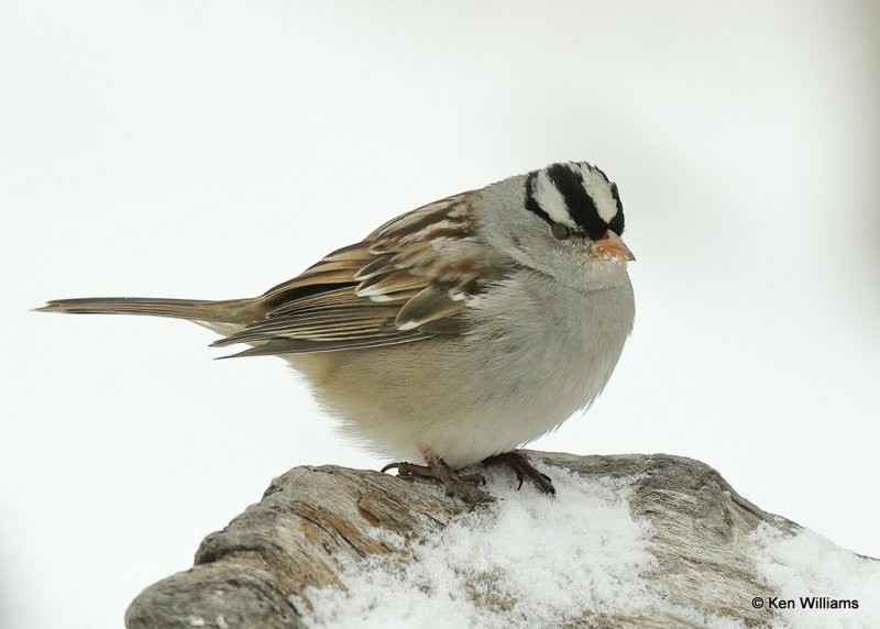 White-crowned Sparrow, Rogers Co, OK, 2_03_2022_Ra_015390.jpg