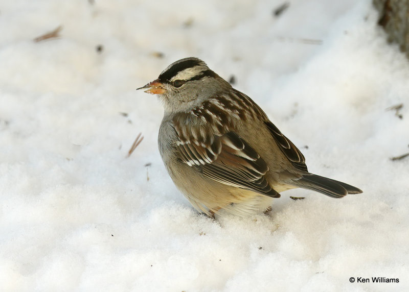 White-crowned Sparrow, Rogers Co, OK, 2_04_2022_Ra_015960.jpg