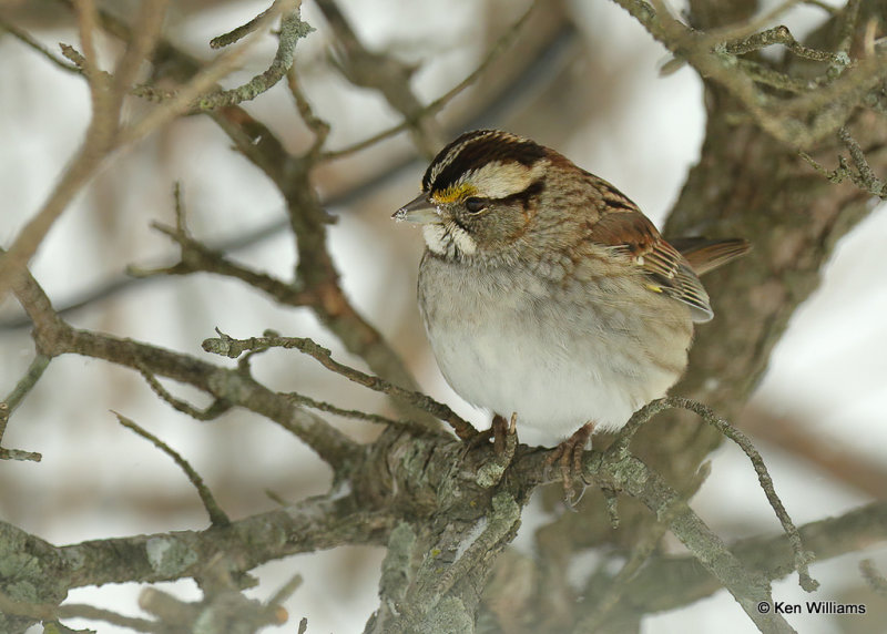 White-throated Sparrow, Rogers Co, OK, 2_03_2022_Ra_015246.jpg