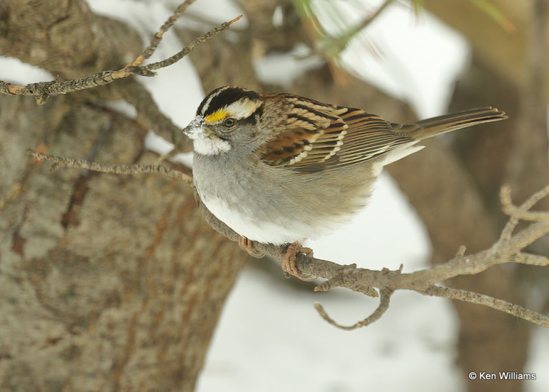White-throated Sparrow, Rogers Co, OK, 2_03_2022_Ra_015252.jpg