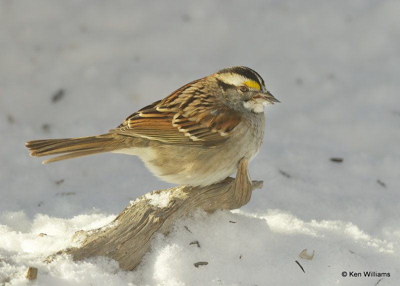 White-throated Sparrow, Rogers Co, OK, 2_04_2022_Ra_000006.jpg