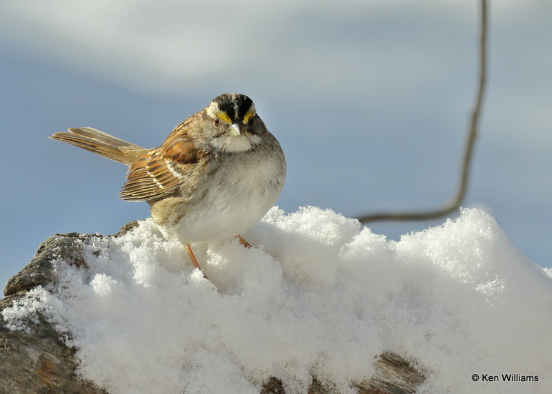White-throated Sparrow, Rogers Co, OK, 2_04_2022_Ra_000007.jpg