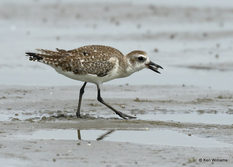 Black-bellied Plover, South Padre Island, TX, 03_17_2022a_002129.jpg
