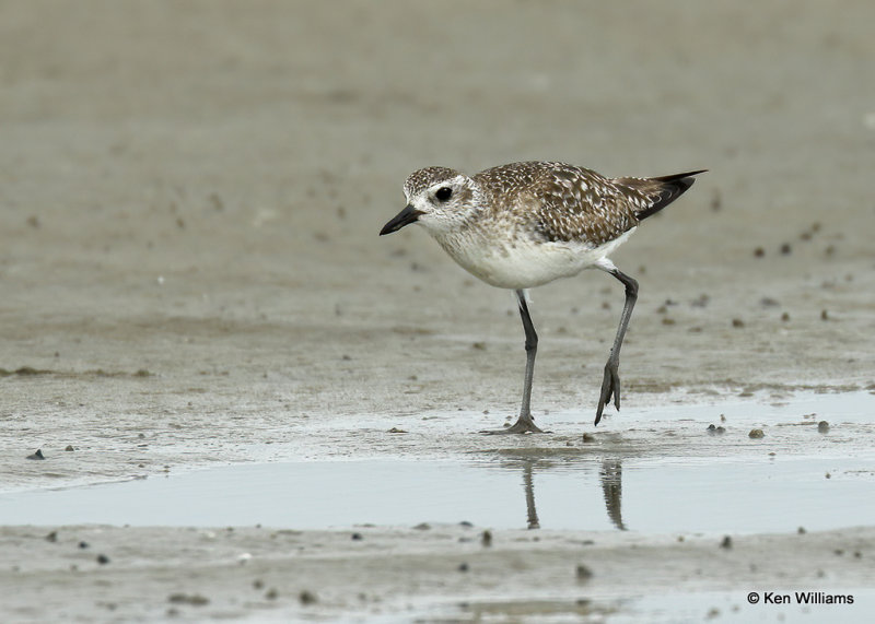Black-bellied Plover, South Padre Island, TX, 03_17_2022a_002132.jpg