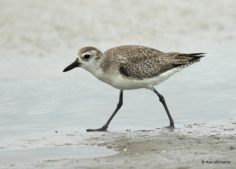 Black-bellied Plover, South Padre Island, TX, 03_17_2022a_002136.jpg
