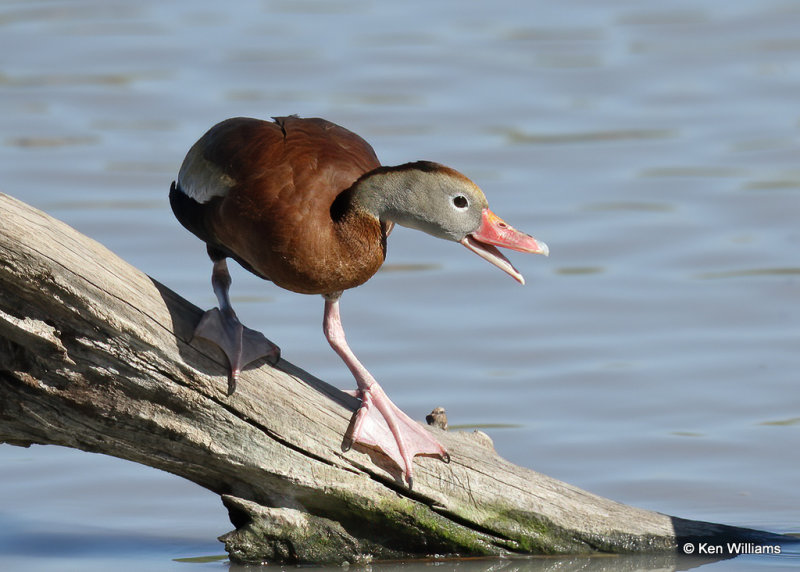 Black-bellied Whistling-Duck, Estero Llano Grande SP, TX, 03_15_2022a_000516.jpg