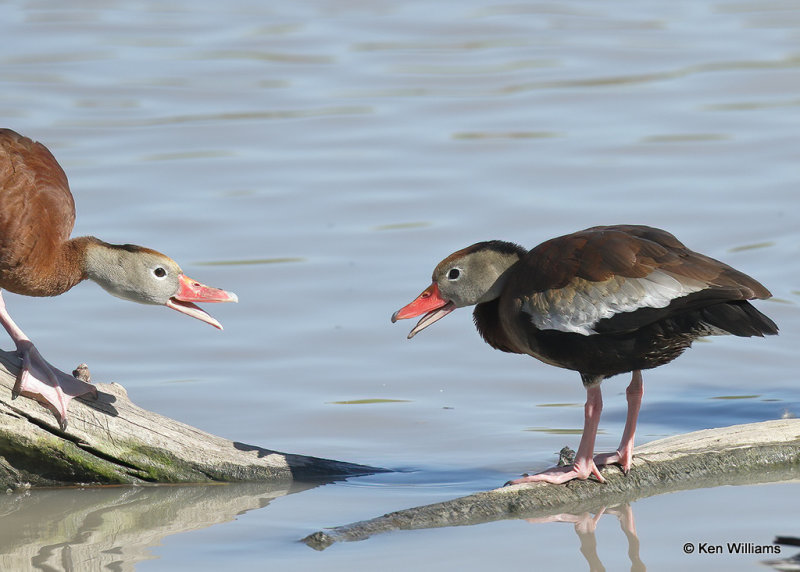 Black-bellied Whistling-Duck, Estero Llano Grande SP, TX, 03_15_2022a_000520.jpg