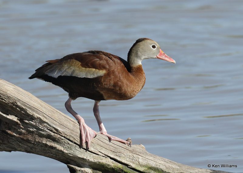 Black-bellied Whistling-Duck, Estero Llano Grande SP, TX, 03_15_2022a_000521.jpg