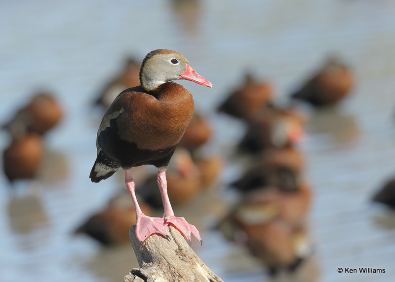 Black-bellied Whistling-Duck, Estero Llano Grande SP, TX, 03_15_2022a_000570.jpg