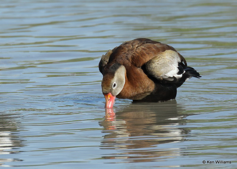 Black-bellied Whistling-Duck, Estero Llano Grande SP, TX, 03_15_2022a_000604.jpg