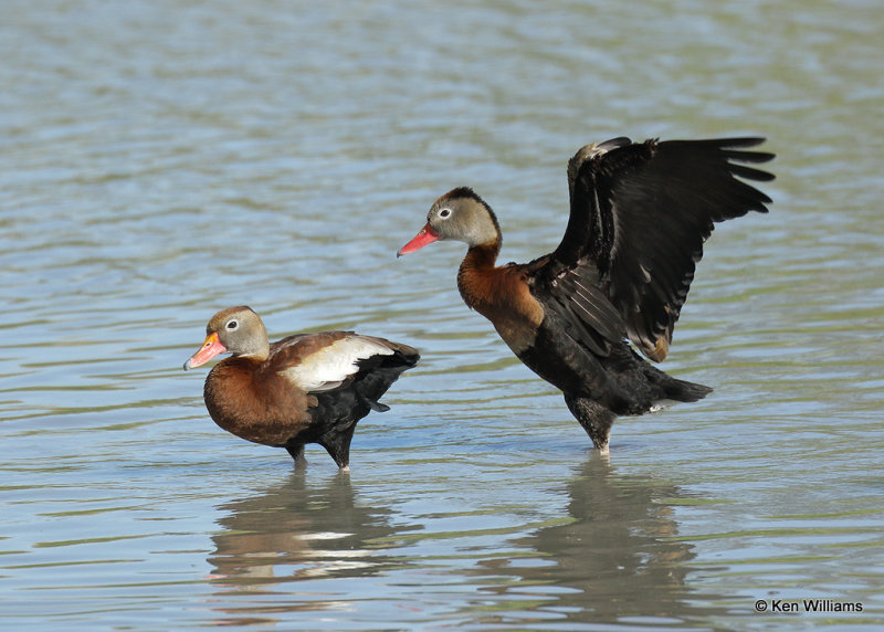 Black-bellied Whistling-Duck, Estero Llano Grande SP, TX, 03_15_2022a_000607.jpg