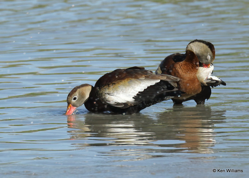 Black-bellied Whistling-Duck, Estero Llano Grande SP, TX, 03_15_2022a_000610.jpg