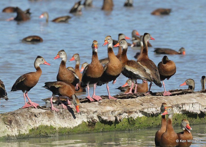 Black-bellied Whistling-Duck, Estero Llano Grande SP, TX, 03_15_2022a_000622.jpg