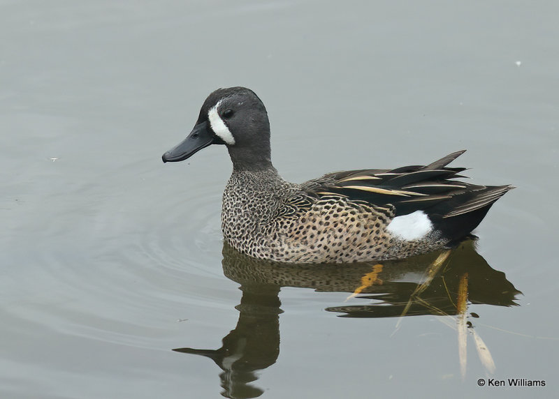 Blue-winged Teal male, South Padre Island, TX, 03_17_2022a_001893.jpg