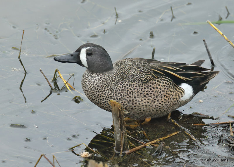 Blue-winged Teal male, South Padre Island, TX, 03_17_2022a_001894.jpg