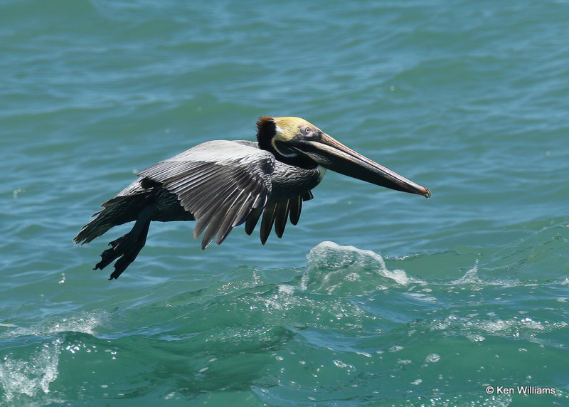Brown Pelican, Boca Chica, TX, 03_16_2022a_000883.jpg