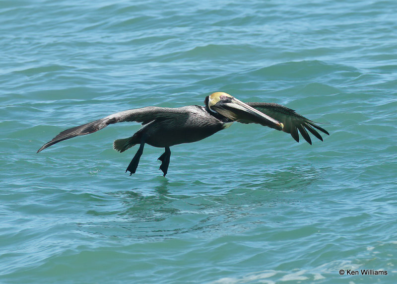 Brown Pelican, Boca Chica, TX, 03_16_2022a_000884.jpg