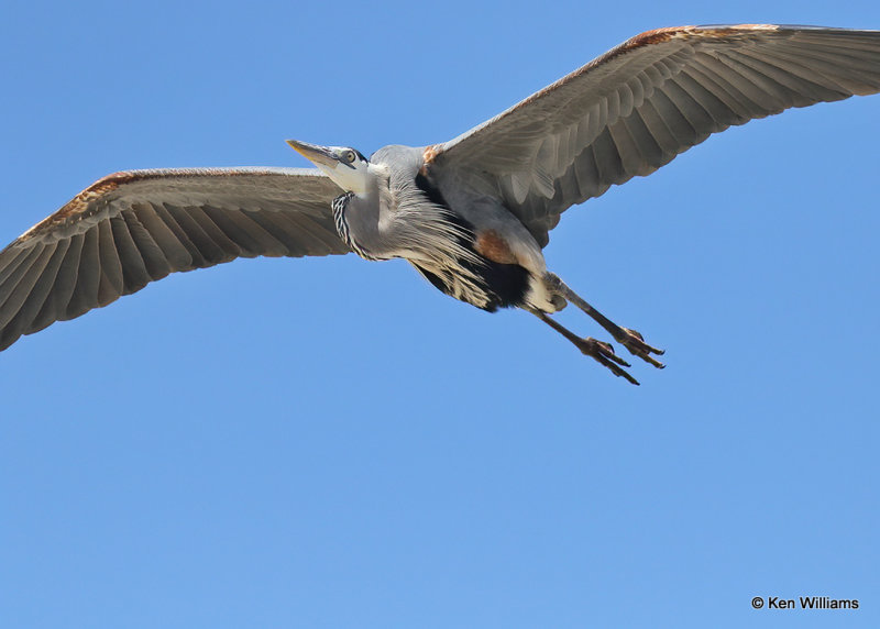 Great Blue Heron, Boca Chica, TX, 03_16_2022a_000737.jpg