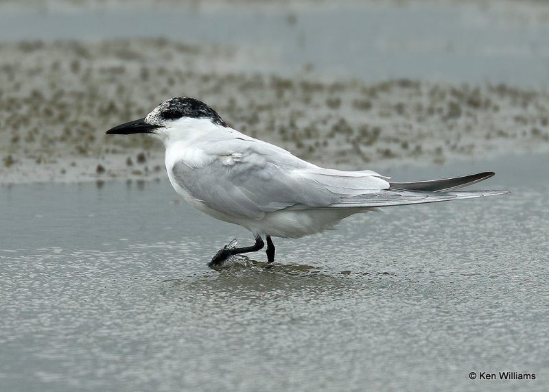 Gull-billed Tern, South Padre Island, TX, 03_17_2022a_002175.jpg