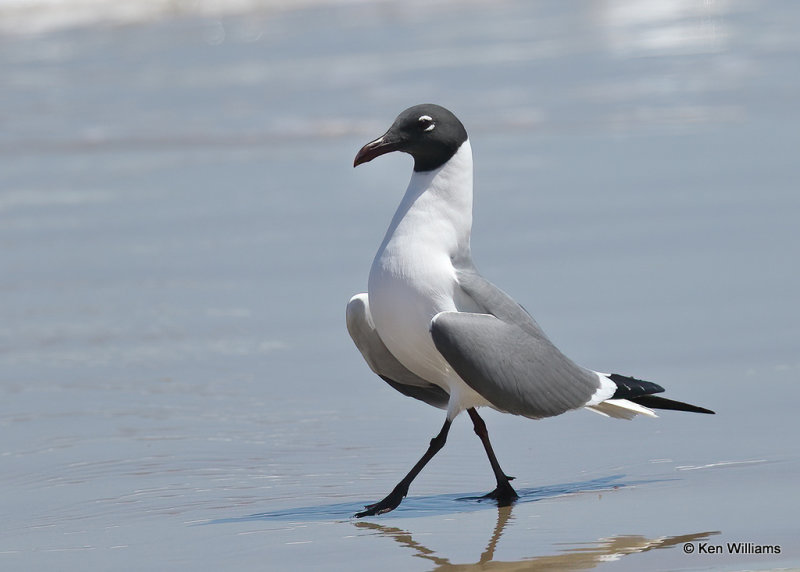 Laughing Gull breeding plumage, Boca Chica, TX, 03_16_2022a_001240.jpg