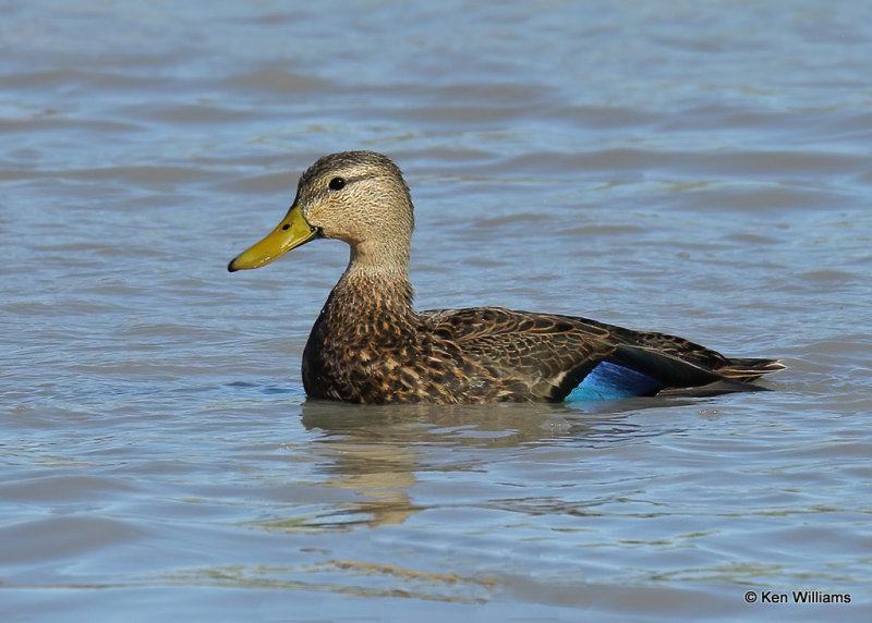 Mottled Duck male, Estero Llano Grande SP, TX,03_15_2022a_000618.jpg