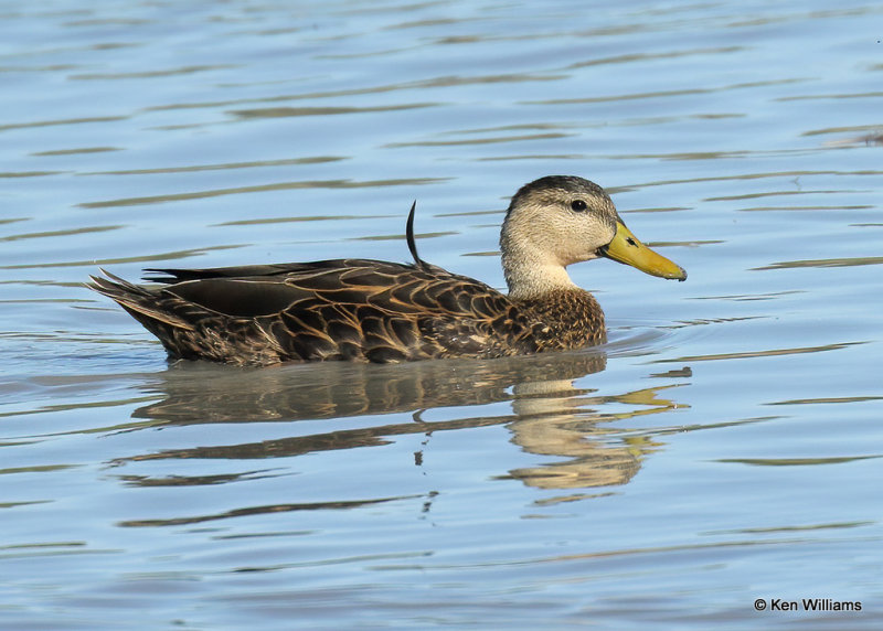 Mottled Duck male, Estero Llano Grande SP, TX,03_15_2022a_000629.jpg