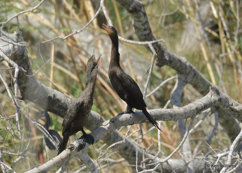 Neotropic Cormorants, Estero Llano Grande SP, TX, 03_15_2022a_000389.jpg