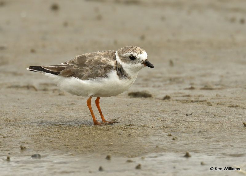 Piping Plover, South Padre Island, TX, 03_17_2022a_002095.jpg